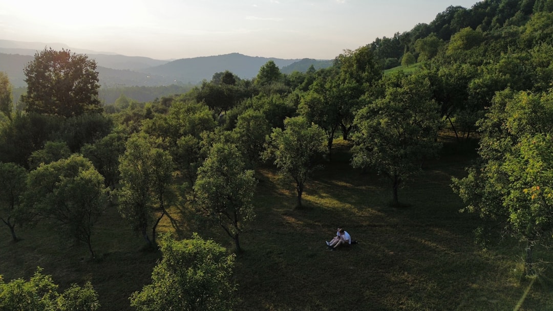 Zelena gričevnata krajina in travnik v večerni svetlobi